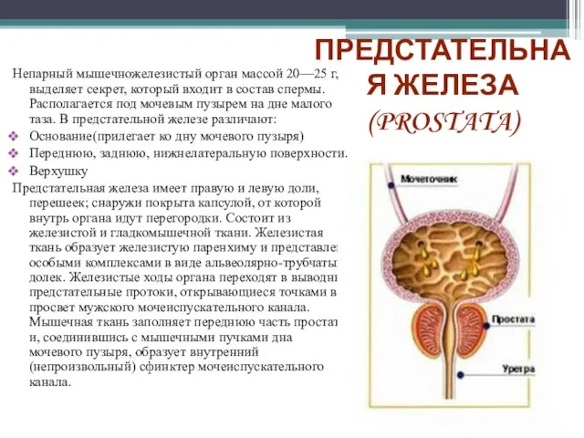 ПРЕДСТАТЕЛЬНАЯ ЖЕЛЕЗА (PROSTATA) Непарный мышечножелезистый орган массой 20—25 г, выделяет секрет, который