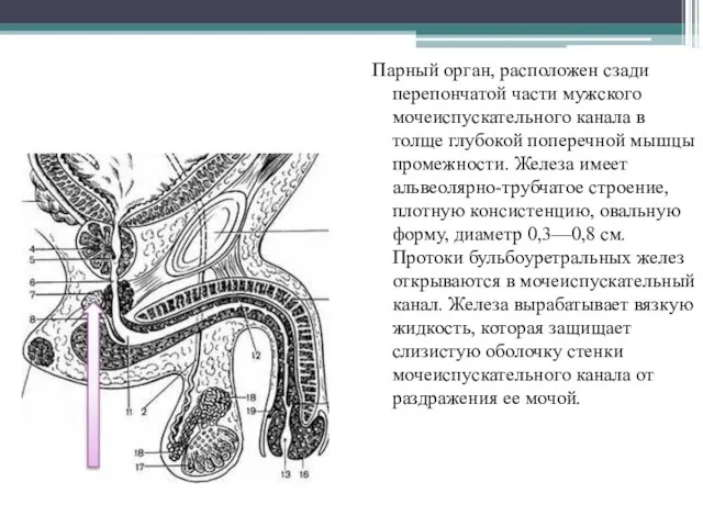 Бульбоуретральная железа (железа Купера) Парный орган, расположен сзади перепончатой части мужского мочеиспускательного