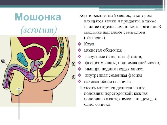 Мошонка (scrotum) Кожно-мышечный мешок, в котором находятся яички и придатки, а также