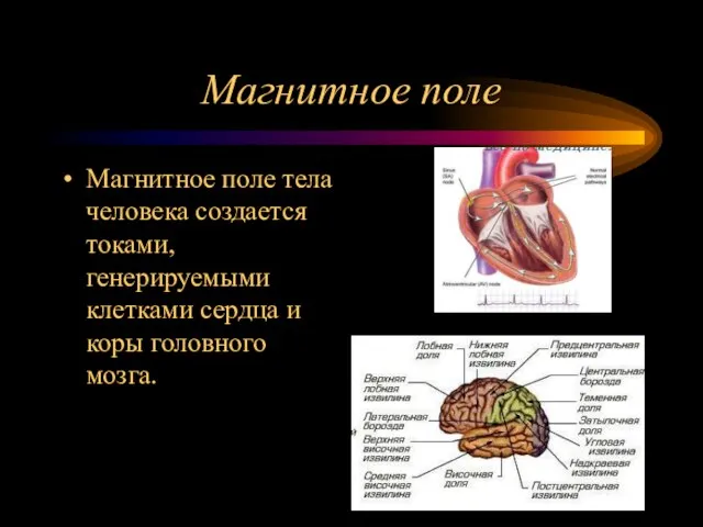 Магнитное поле Магнитное поле тела человека создается токами, генерируемыми клетками сердца и коры головного мозга.