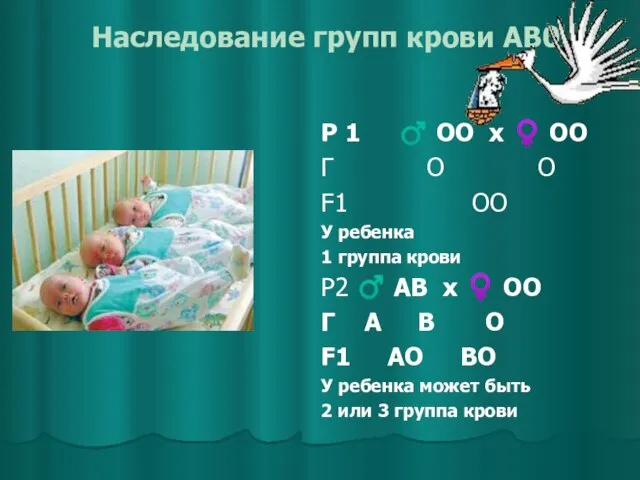 Наследование групп крови AB0 Р 1 ♂ ОО x ♀ ОО Г