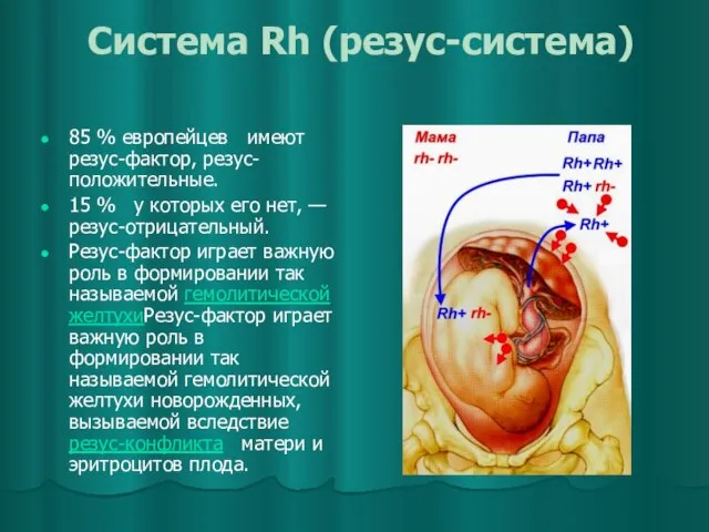 Система Rh (резус-система) 85 % европейцев имеют резус-фактор, резус- положительные. 15 %