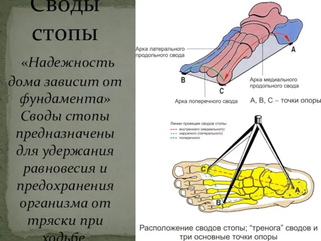 Своды стопы «Надежность дома зависит от фундамента» Своды стопы предназначены для удержания