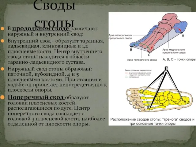 Своды стопы В продольном своде различают наружный и внутренний свод: Внутренний свод