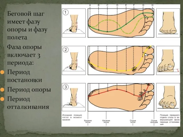 Беговой шаг имеет фазу опоры и фазу полета Фаза опоры включает 3