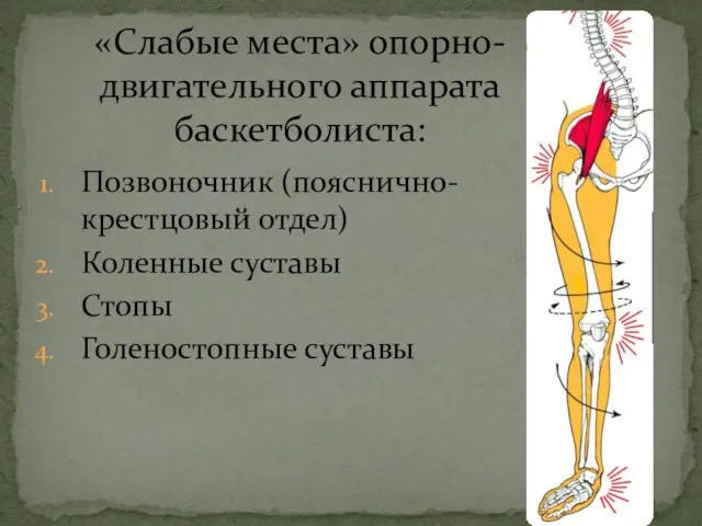 Позвоночник (пояснично-крестцовый отдел) Коленные суставы Стопы Голеностопные суставы «Слабые места» опорно-двигательного аппарата баскетболиста: