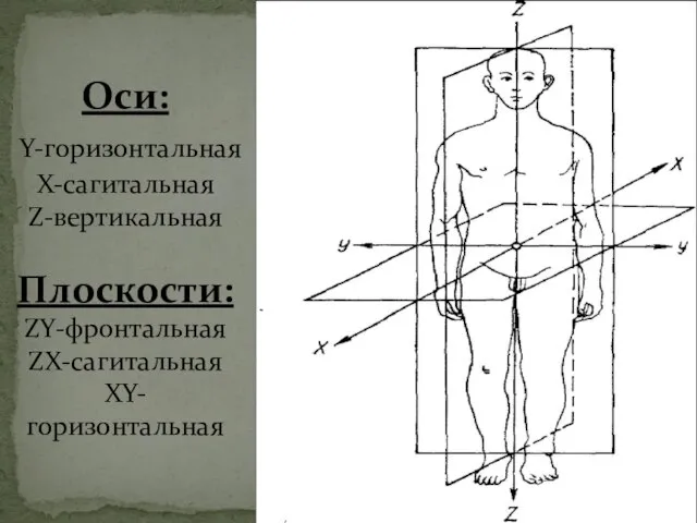 Оси: Y-горизонтальная X-сагитальная Z-вертикальная Плоскости: ZY-фронтальная ZX-сагитальная XY-горизонтальная