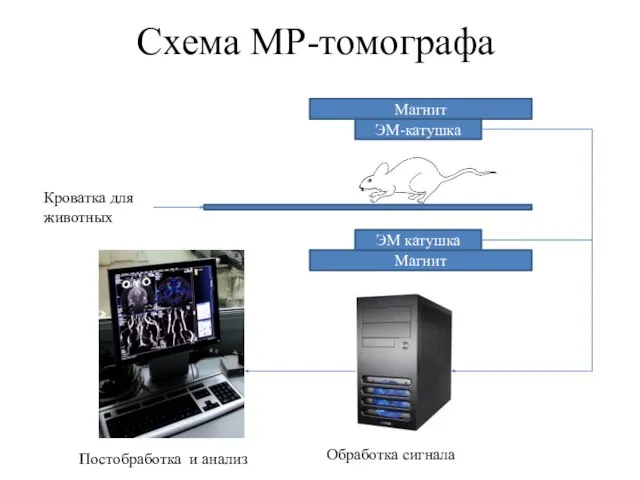 Схема МР-томографа Магнит Магнит ЭМ-катушка ЭМ катушка Кроватка для животных Обработка сигнала Постобработка и анализ