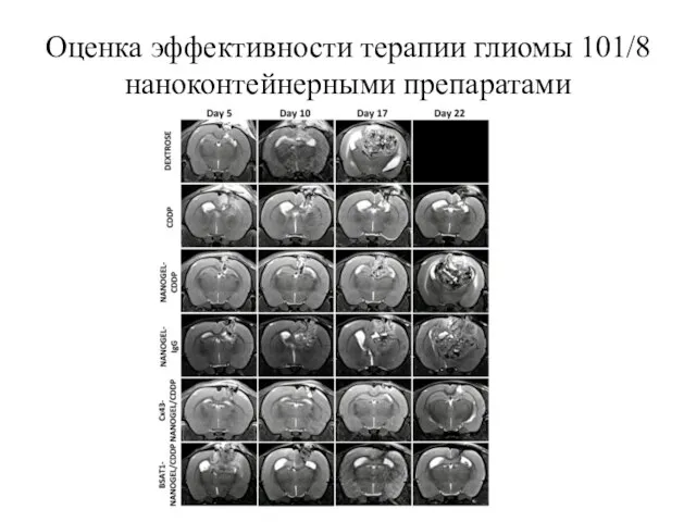 Оценка эффективности терапии глиомы 101/8 наноконтейнерными препаратами