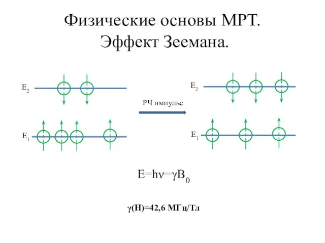 Физические основы МРТ. Эффект Зеемана. E2 E1 РЧ импульс E2 E1 E=hν=γB0 γ(H)=42,6 МГц/Тл