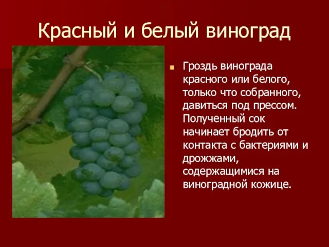 Красный и белый виноград Гроздь винограда красного или белого, только что собранного,