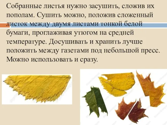 Собранные листья нужно засушить, сложив их пополам. Сушить можно, положив сложенный листок