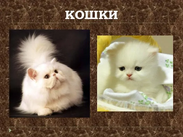 КОШКИ