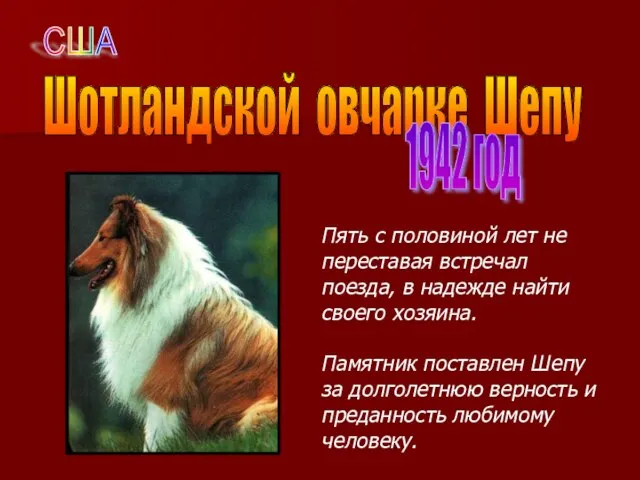 Шотландской овчарке Шепу 1942 год Пять с половиной лет не переставая встречал