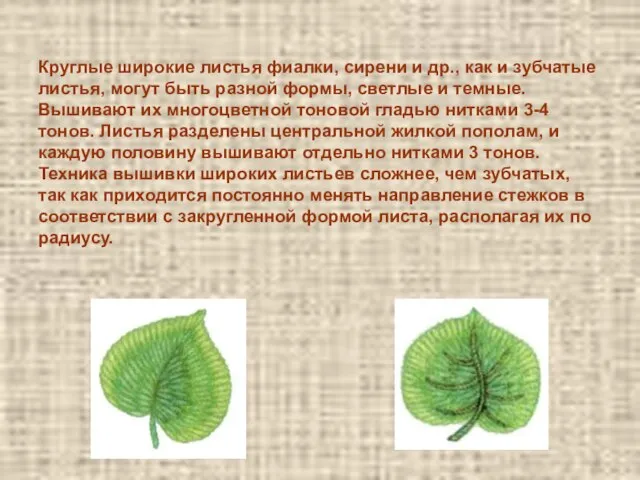 Круглые широкие листья фиалки, сирени и др., как и зубчатые листья, могут