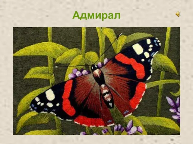 Адмирал