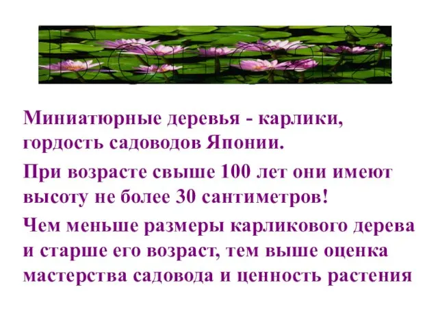 Миниатюрные деревья - карлики, гордость садоводов Японии. При возрасте свыше 100 лет