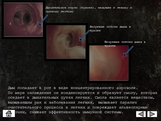 Дыхательное горло (трахея), ведущее к левому и правому легкому Вихревые потоки дыма