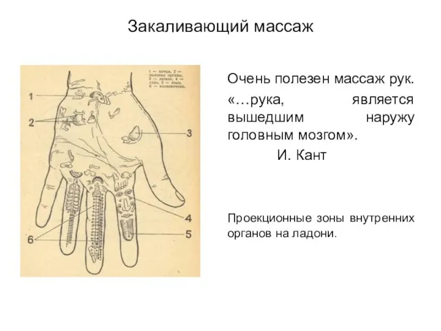 Закаливающий массаж Очень полезен массаж рук. «…рука, является вышедшим наружу головным мозгом».