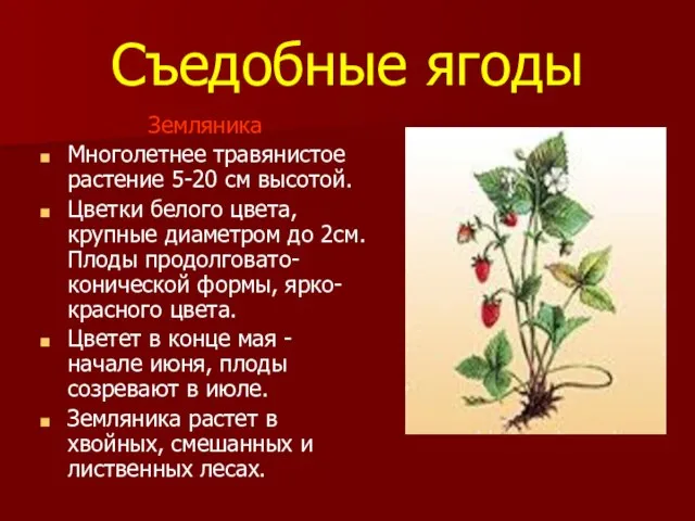 Съедобные ягоды Земляника Многолетнее травянистое растение 5-20 см высотой. Цветки белого цвета,