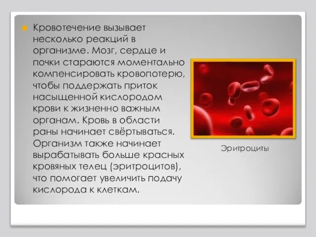 Кровотечение вызывает несколько реакций в организме. Мозг, сердце и почки стараются моментально