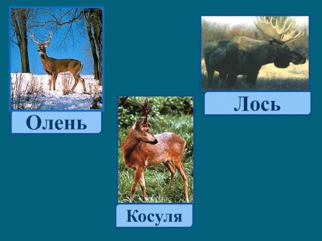 Олень Лось Косуля