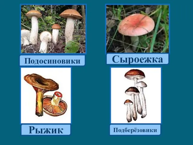 Подберёзовики Рыжик Сыроежка Подосиновики