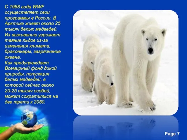 С 1988 года WWF осуществляет свои программы в России. В Арктике живет