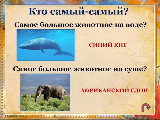 Кто самый-самый? Самое большое животное на воде? Самое большое животное на суше? СИНИЙ КИТ АФРИКАНСКИЙ СЛОН