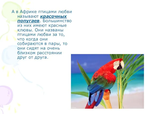 А в Африке птицами любви называют красочных попугаев. Большинство из них имеют