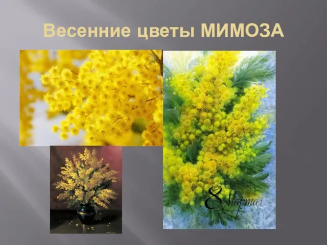 Весенние цветы МИМОЗА