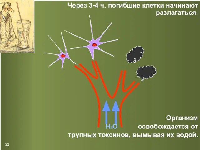 Через 3-4 ч. погибшие клетки начинают разлагаться. Организм Н2О освобождается от трупных