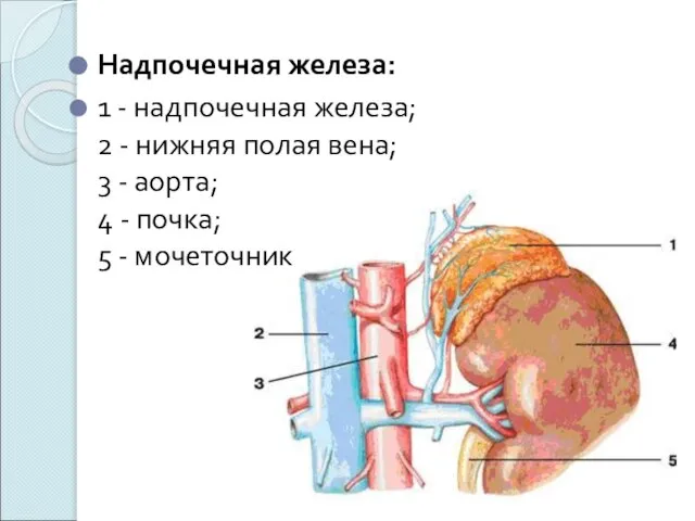 Надпочечная железа: 1 - надпочечная железа; 2 - нижняя полая вена; 3