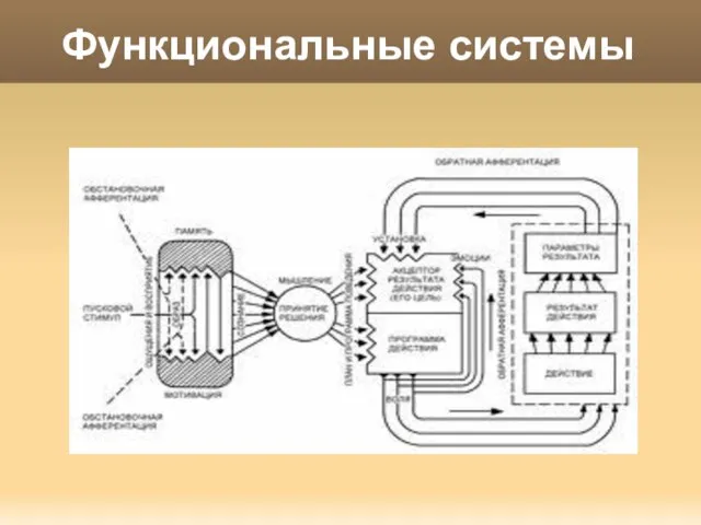 Функциональные системы