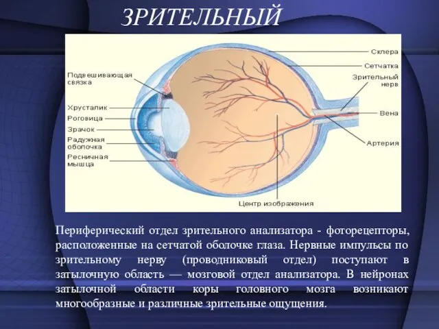 ЗРИТЕЛЬНЫЙ Периферический отдел зрительного анализатора - фоторецепторы, расположенные на сетчатой оболочке глаза.