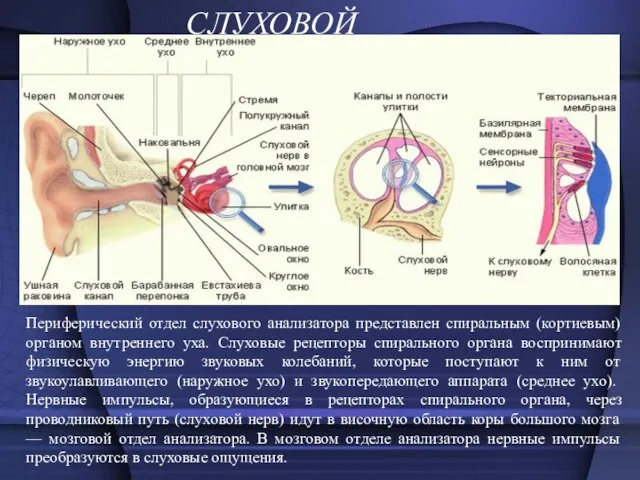 СЛУХОВОЙ Периферический отдел слухового анализатора представлен спиральным (кортиевым) органом внутреннего уха. Слуховые