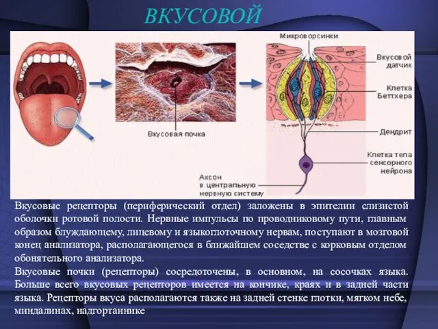 ВКУСОВОЙ Вкусовые рецепторы (периферический отдел) заложены в эпителии слизистой оболочки ротовой полости.