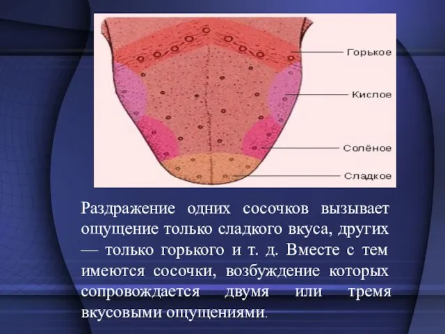 Раздражение одних сосочков вызывает ощущение только сладкого вкуса, других — только горького