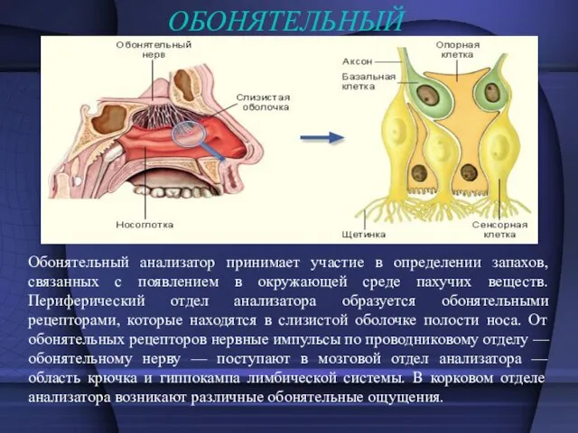 ОБОНЯТЕЛЬНЫЙ Обонятельный анализатор принимает участие в определении запахов, связанных с появлением в