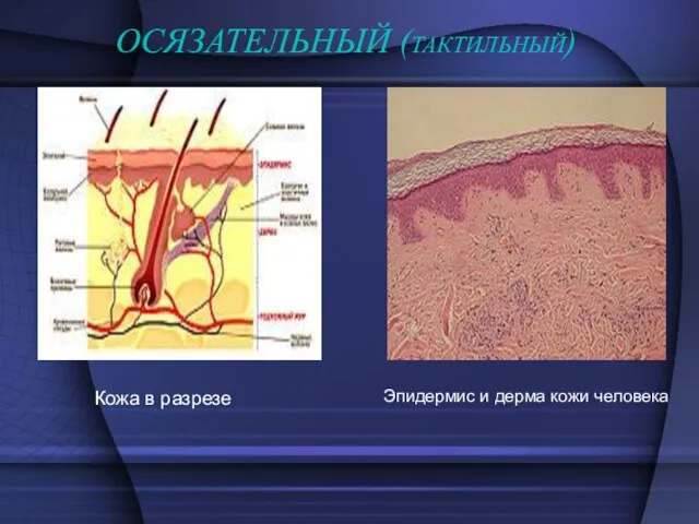 ОСЯЗАТЕЛЬНЫЙ (ТАКТИЛЬНЫЙ) Кожа в разрезе Эпидермис и дерма кожи человека