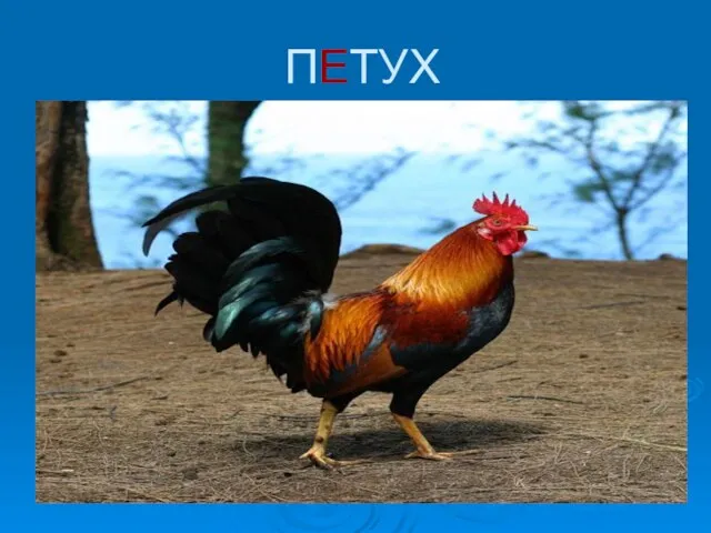 ПЕТУХ