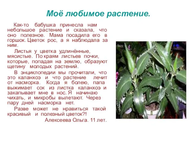 Моё любимое растение. Как-то бабушка принесла нам небольшое растение и сказала, что