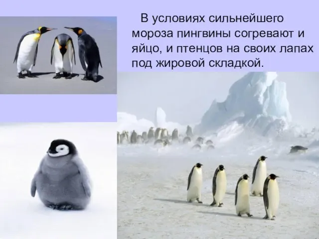 В условиях сильнейшего мороза пингвины согревают и яйцо, и птенцов на своих лапах под жировой складкой.