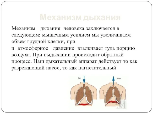 Механизм дыхания Механизм дыхания человека заключается в следующем: мышечным усилием мы увеличиваем