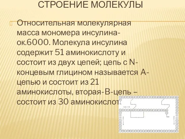 Строение молекулы Относительная молекулярная масса мономера инсулина-ок.6000. Молекула инсулина содержит 51 аминокислоту