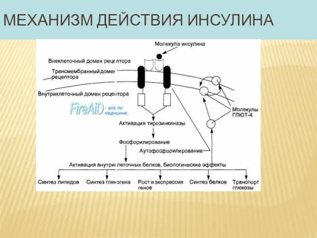 Механизм действия инсулина