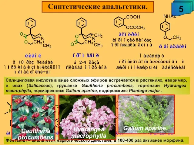 Синтетические анальгетики. 5 А.М. Чибиряев "Биологически активные соединения живых организмов", 2009 Салициловая