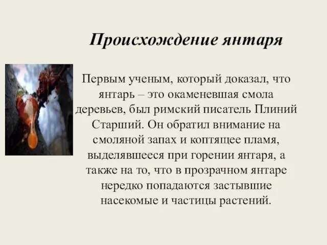 Происхождение янтаря Первым ученым, который доказал, что янтарь – это окаменевшая смола