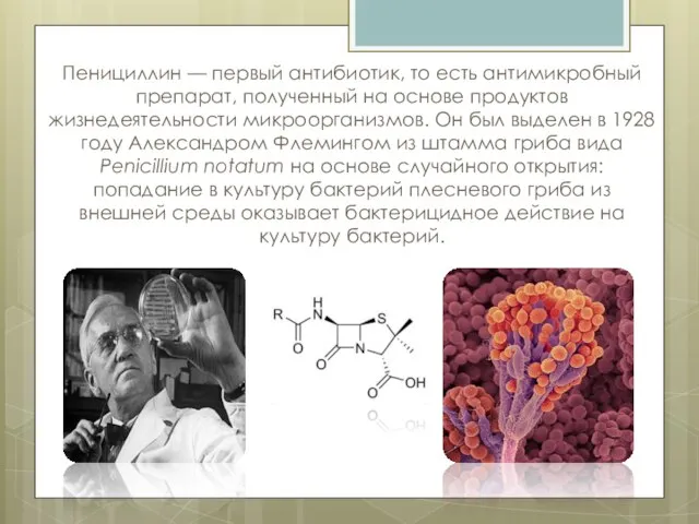 Пенициллин — первый антибиотик, то есть антимикробный препарат, полученный на основе продуктов