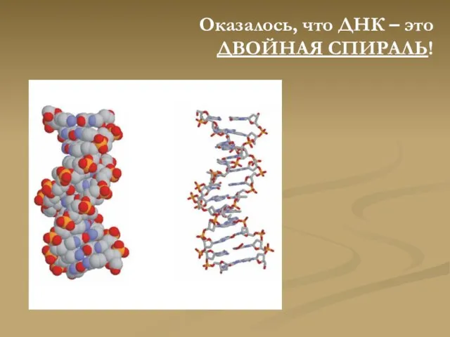 Оказалось, что ДНК – это ДВОЙНАЯ СПИРАЛЬ!